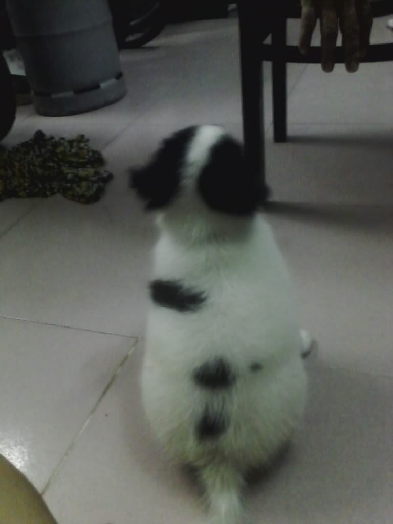 Các bạn nào rành về chó cho mình hỏi tí ^^ - 3