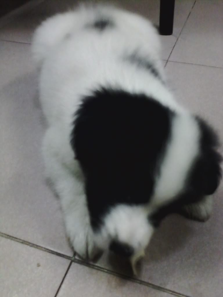 Các bạn nào rành về chó cho mình hỏi tí ^^ - 1