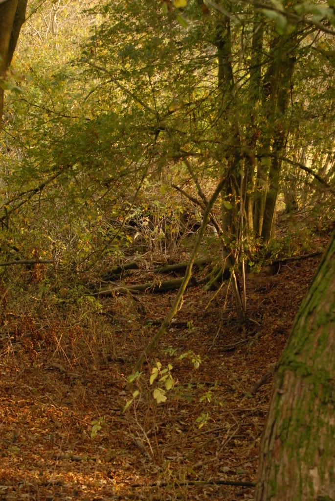 DSC_0008.jpg