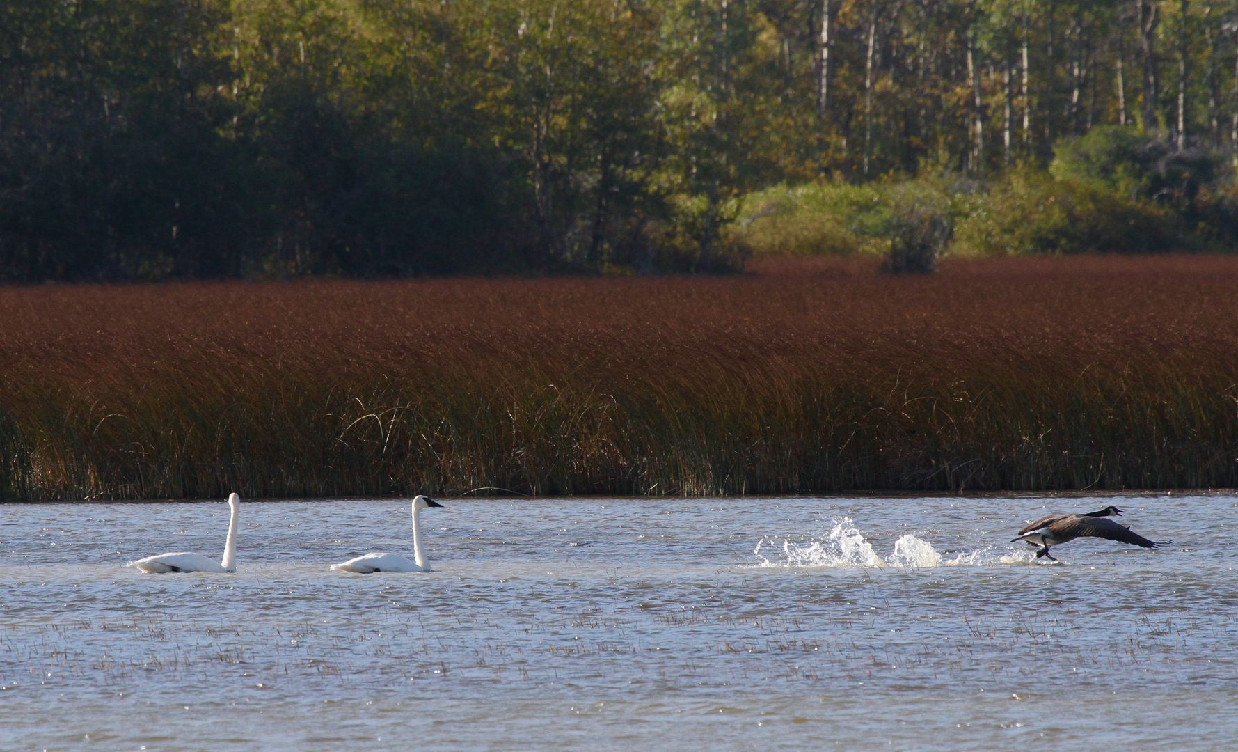 IMAGE: http://i1106.photobucket.com/albums/h372/Oilers1980/IMG_2513_zpsabclu0ci.jpg