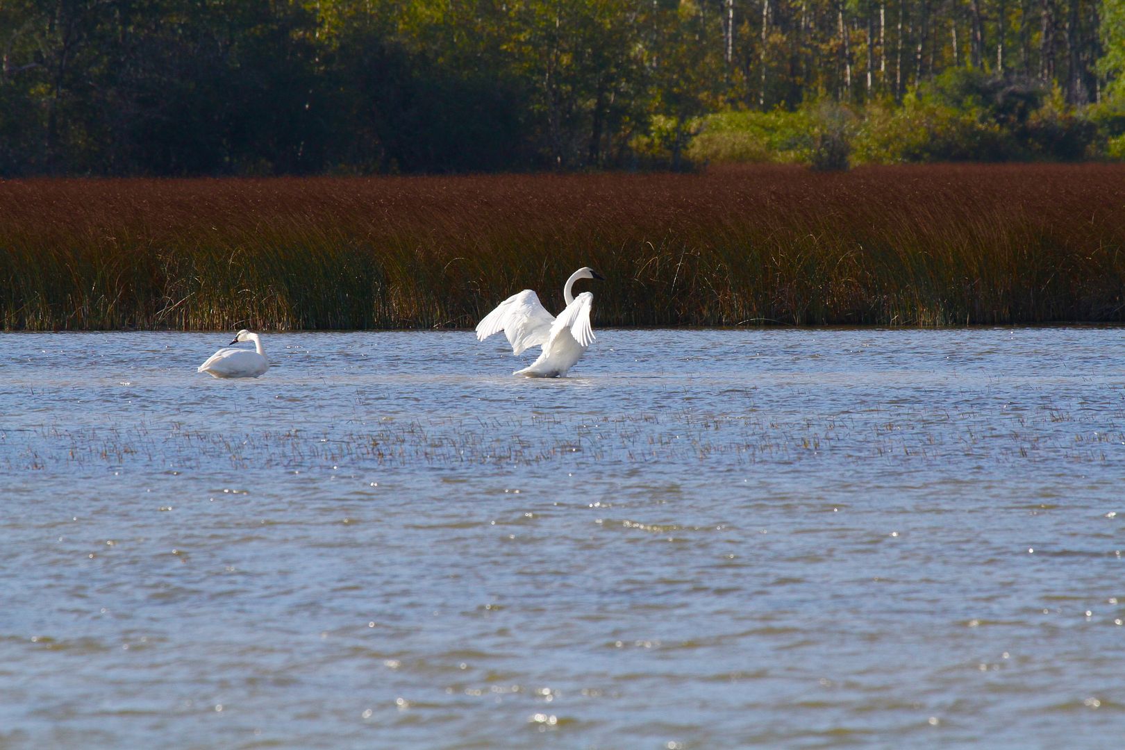 IMAGE: http://i1106.photobucket.com/albums/h372/Oilers1980/IMG_2554_zpszlfc2yjy.jpg