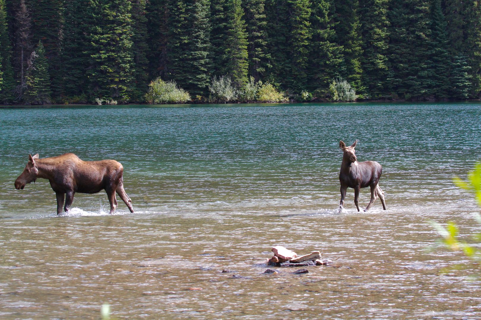 IMAGE: http://i1106.photobucket.com/albums/h372/Oilers1980/IMG_2617_zpsxiooria9.jpg