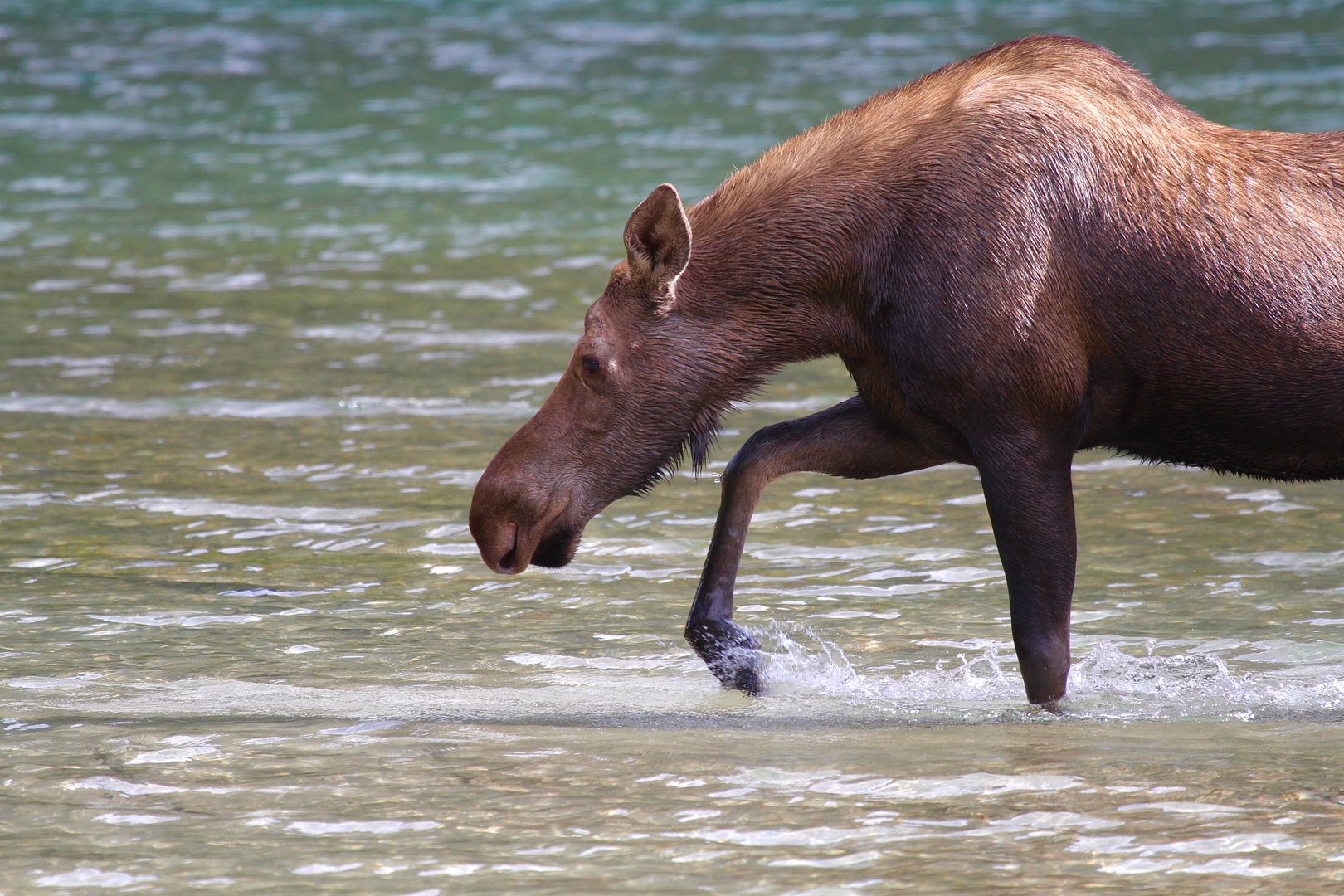 IMAGE: http://i1106.photobucket.com/albums/h372/Oilers1980/IMG_2618_zpslwtvnac1.jpg