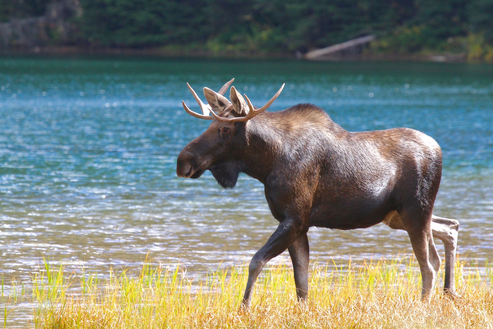 IMAGE: http://i1106.photobucket.com/albums/h372/Oilers1980/IMG_2631_zpsamrr42ie.jpg