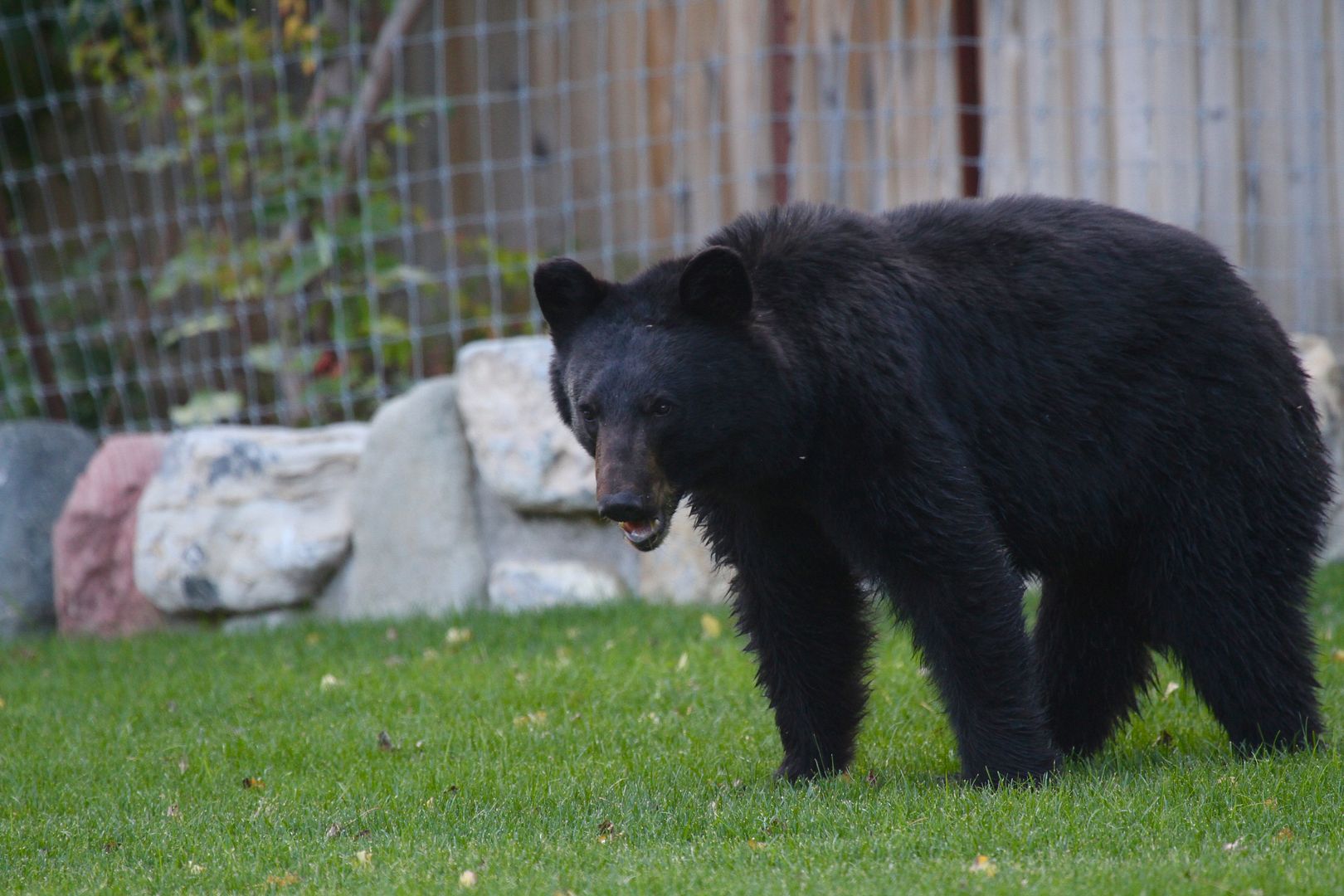 IMAGE: http://i1106.photobucket.com/albums/h372/Oilers1980/IMG_2674_zpsyuxtrrjb.jpg