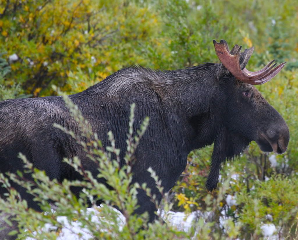 IMAGE: http://i1106.photobucket.com/albums/h372/Oilers1980/Wildlife/IMG_2519.jpg