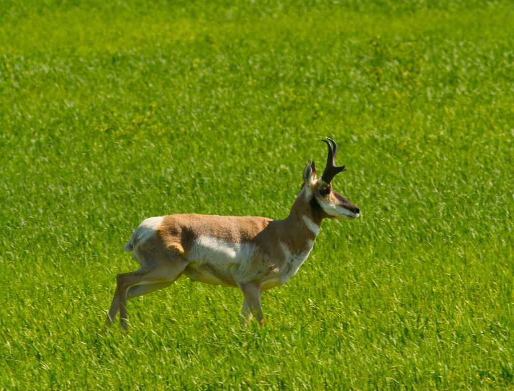 IMAGE: http://i1106.photobucket.com/albums/h372/Oilers1980/Wildlife/IMG_3351_2-1.jpg