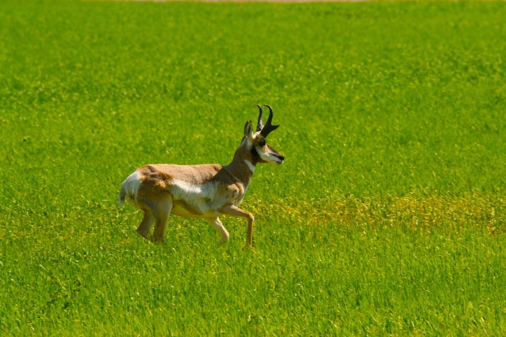 IMAGE: http://i1106.photobucket.com/albums/h372/Oilers1980/Wildlife/IMG_3352_2.jpg