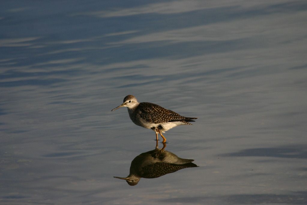 IMAGE: http://i1106.photobucket.com/albums/h372/Oilers1980/Wildlife/IMG_5060.jpg