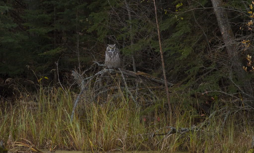 IMAGE: http://i1106.photobucket.com/albums/h372/Oilers1980/Wildlife/IMG_7203.jpg