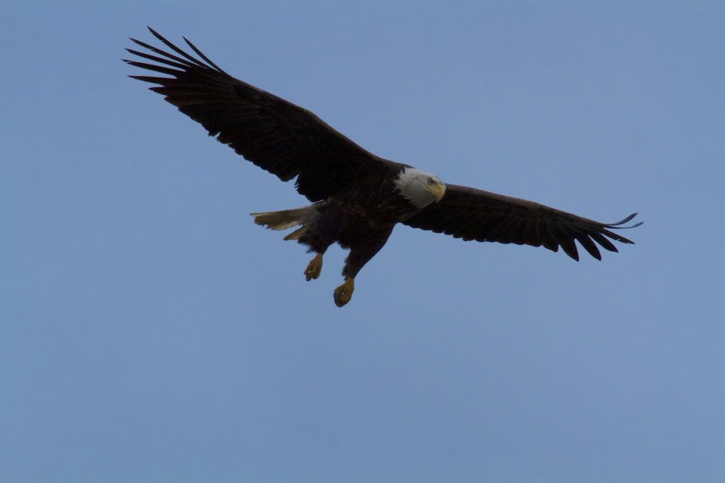 IMAGE: http://i1106.photobucket.com/albums/h372/Oilers1980/Wildlife/IMG_7370.jpg