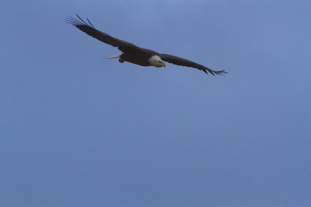 IMAGE: http://i1106.photobucket.com/albums/h372/Oilers1980/Wildlife/IMG_7418.jpg