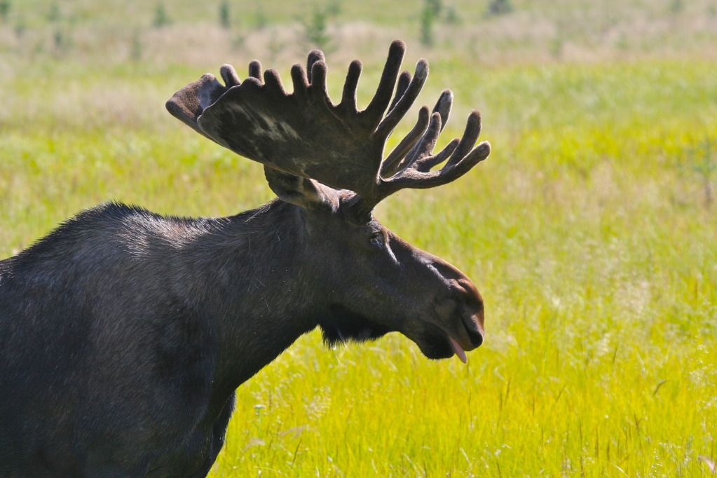 IMAGE: http://i1106.photobucket.com/albums/h372/Oilers1980/Wildlife/IMG_8315.jpg