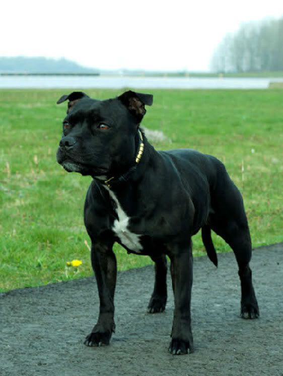 Liver Coloured Staffy