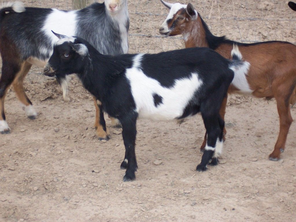 Our First Goats with Pictures - Goats