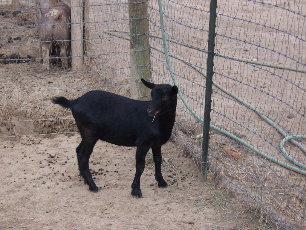 Our First Goats with Pictures - Goats