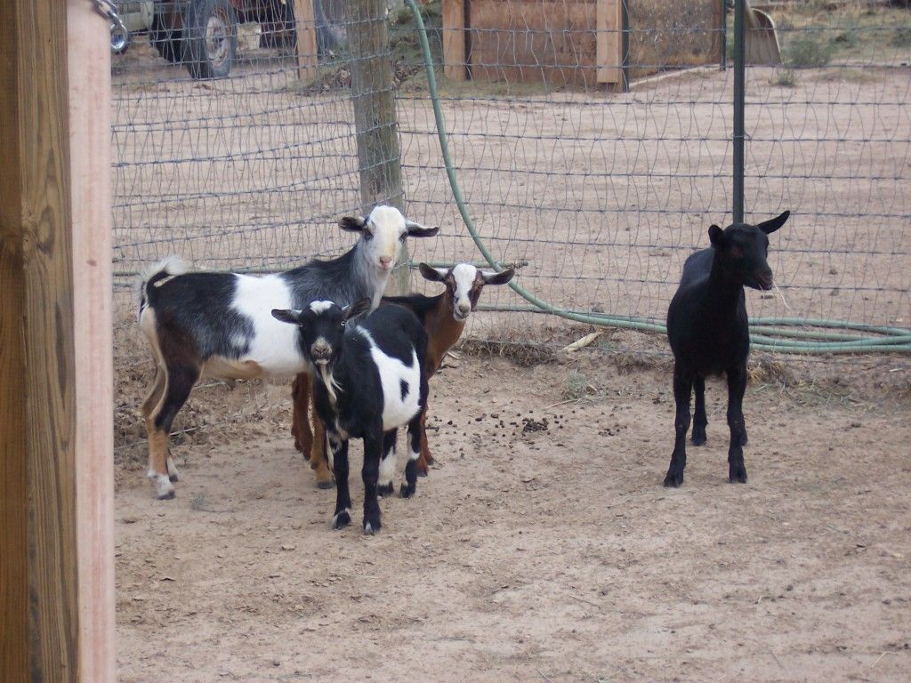 Our First Goats with Pictures - Goats