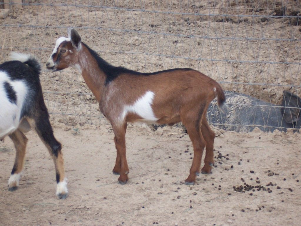 Our First Goats with Pictures - Goats