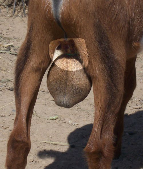 Our First Goats with Pictures - Goats