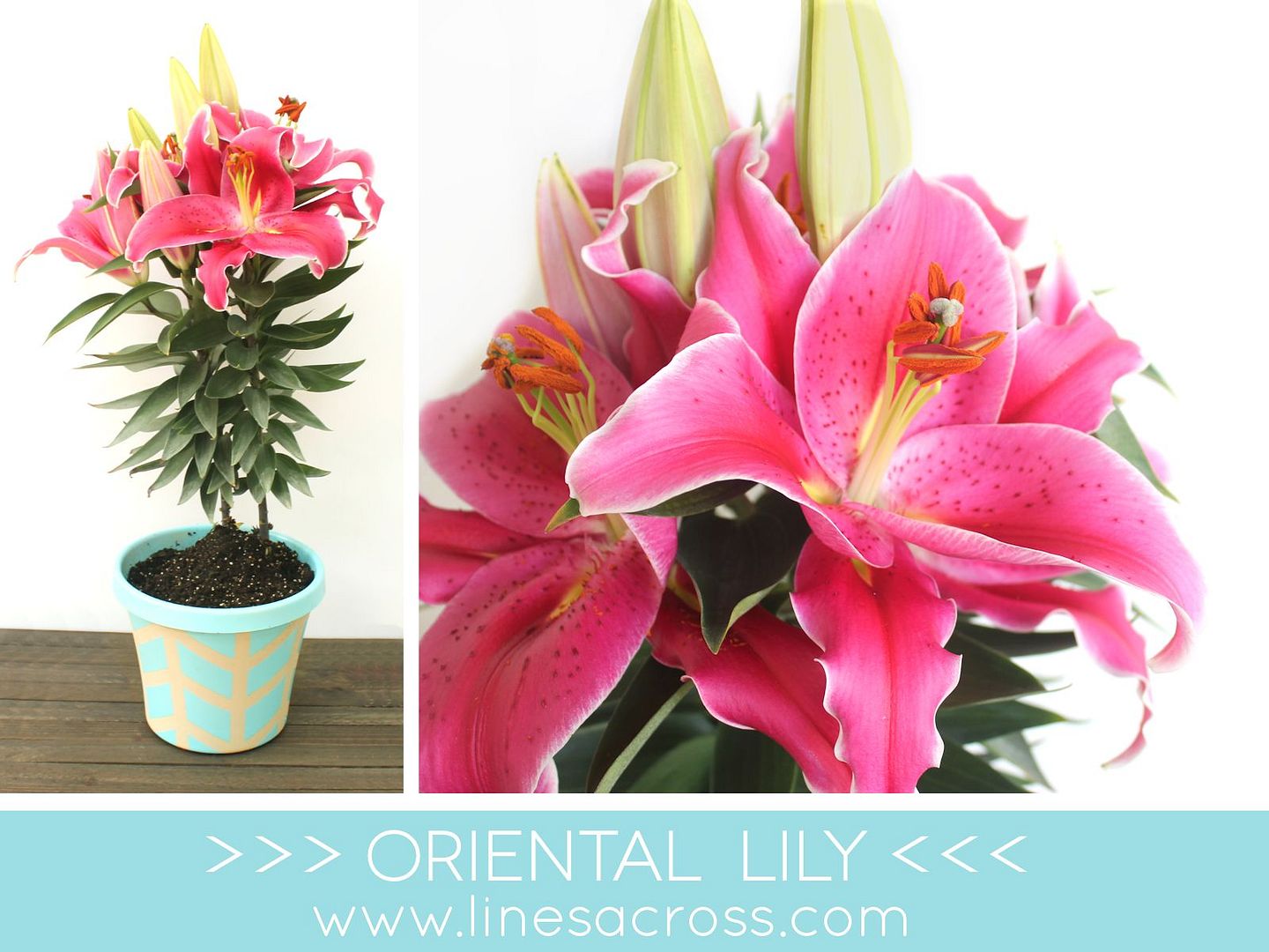 Oriental Lily