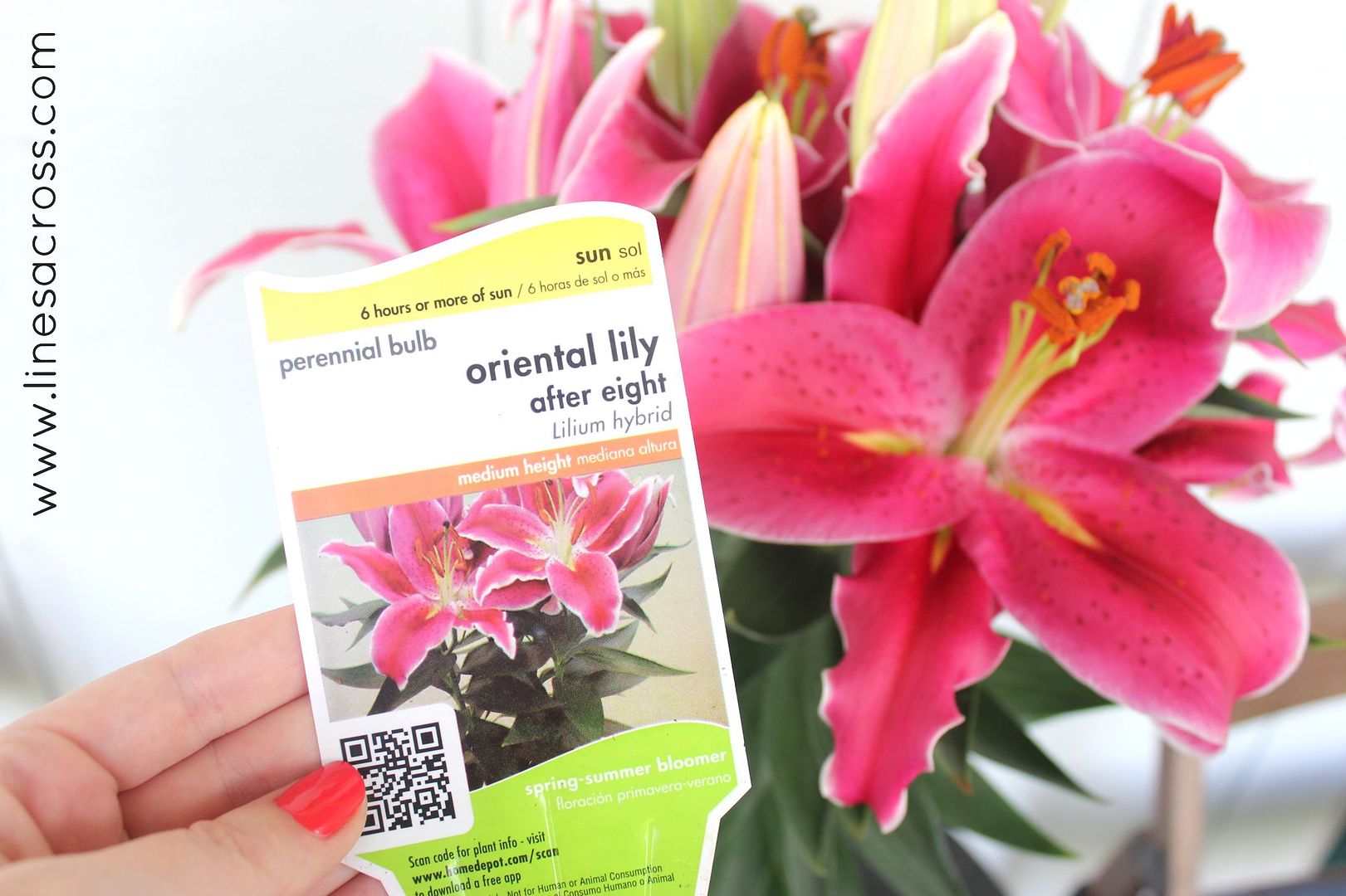 Oriental Lily Home Depot
