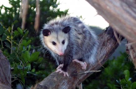 possum.jpg