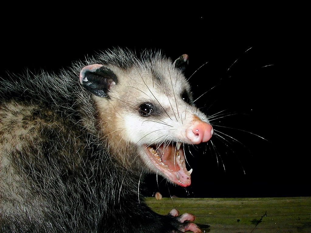 possum1.jpg