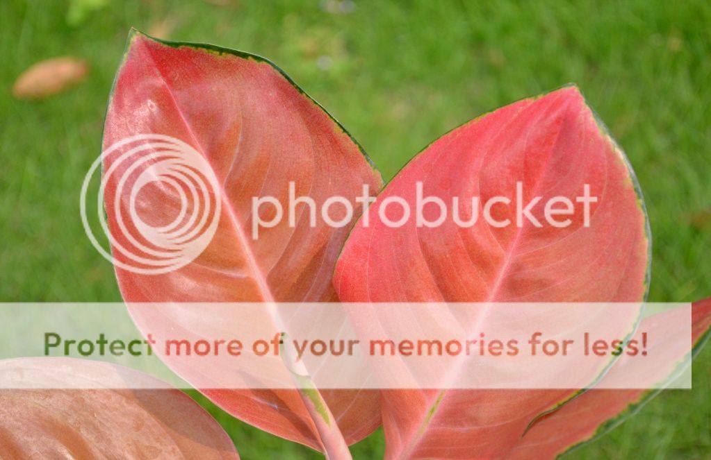 出售红色粗肋草